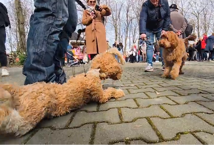 live dog vs puppet dog